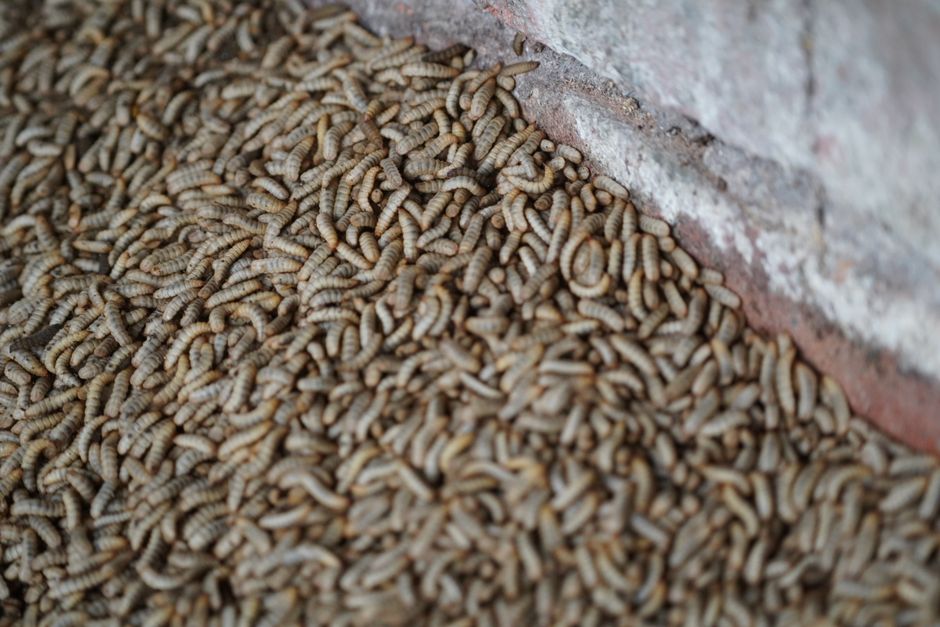 A close-up view of a large cluster of numerous cream-colored woodworm larvae or worms, densely packed and crawling over a rough, weathered brick surface with visible red and grey tones. The larvae are